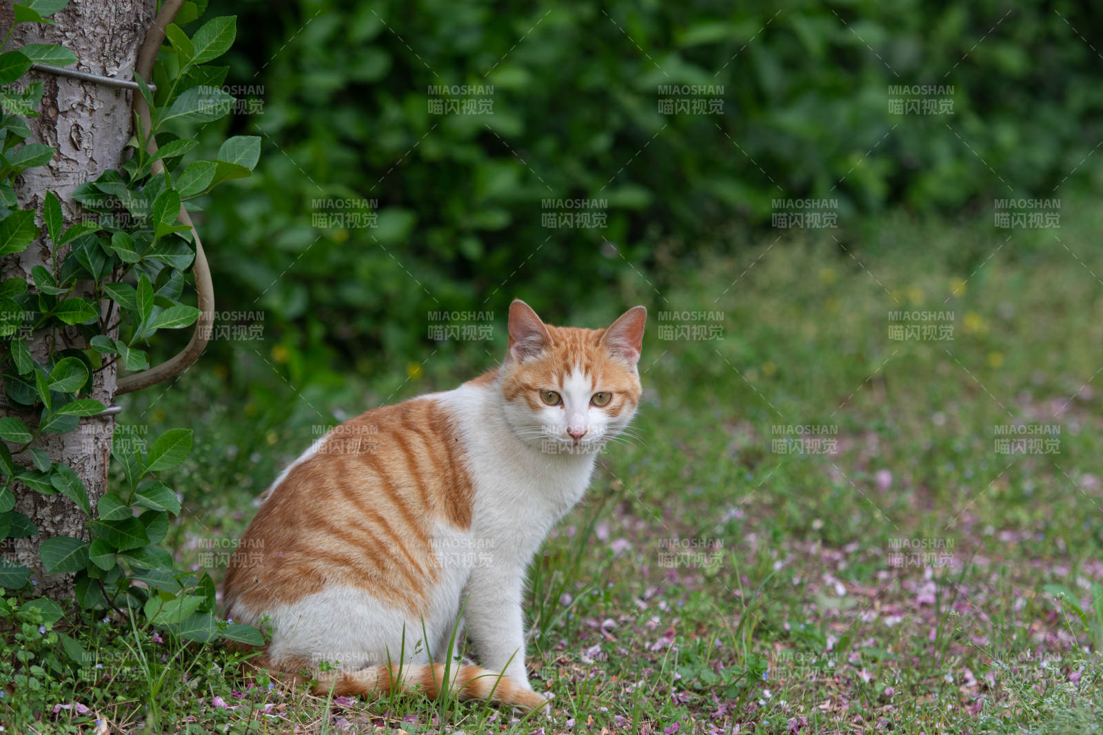 橙白猫静坐草丛图片