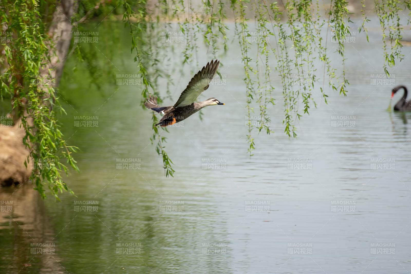 飞鸭掠水垂柳间图片
