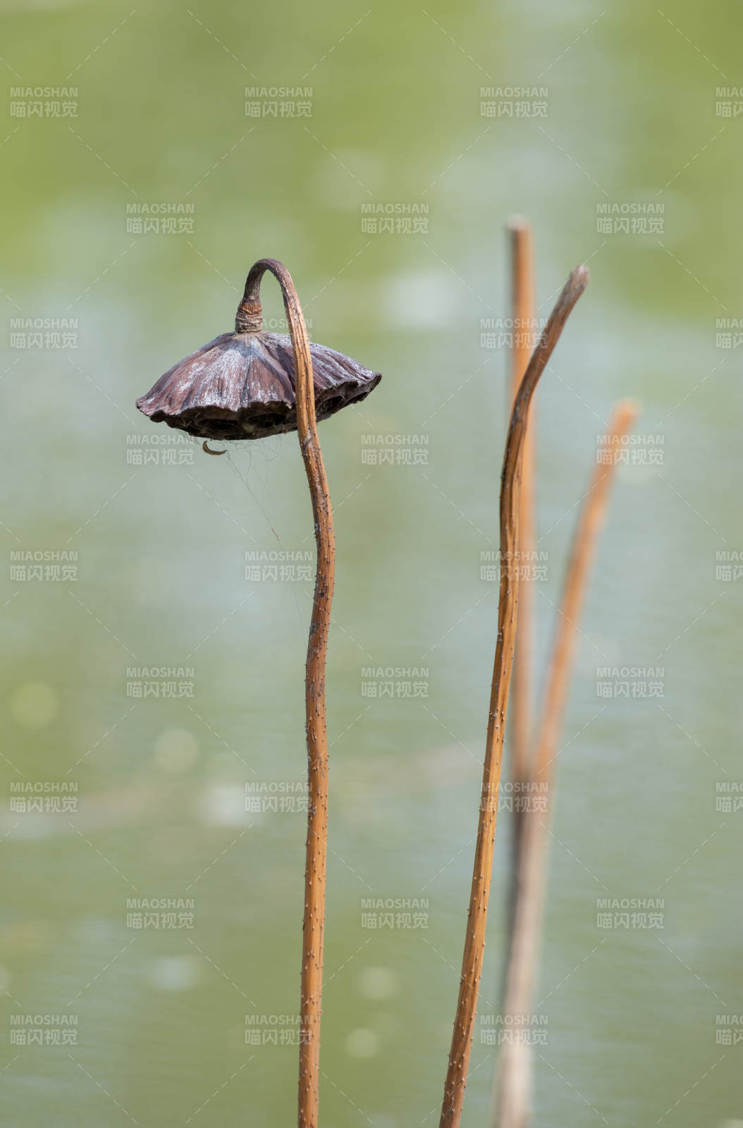 枯莲静立水中央图片