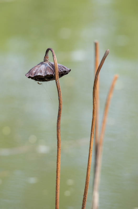 枯莲静立水中央图片