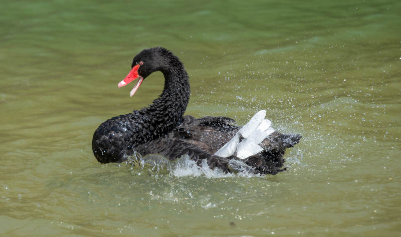 黑天鹅水中游弋图片