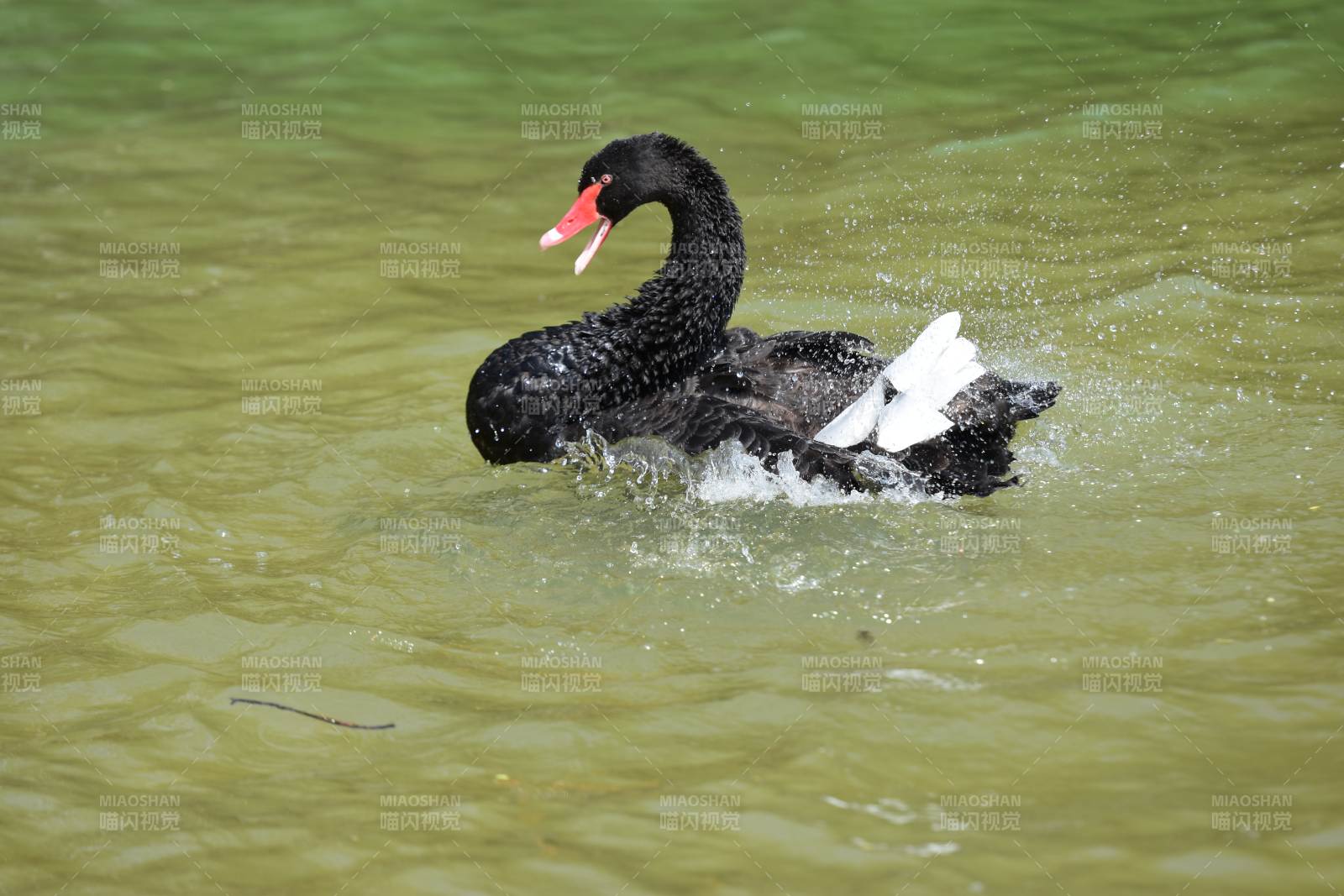 黑天鹅水中游弋图片