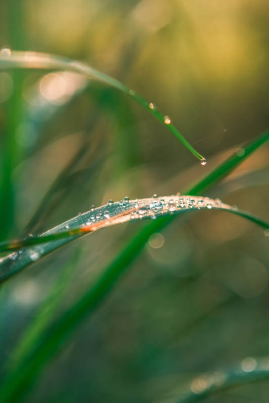 晨露草尖图片