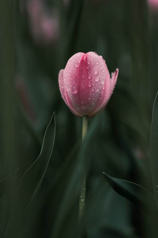 雨后粉郁金香图片