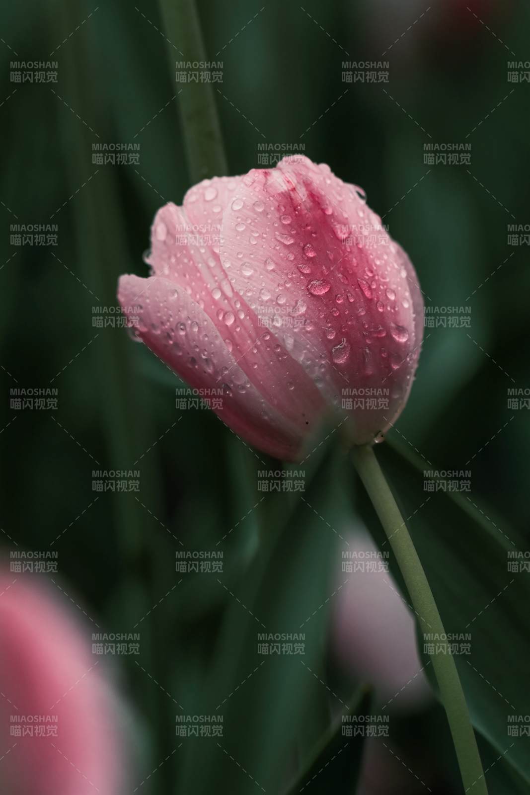 雨后粉郁金香图片