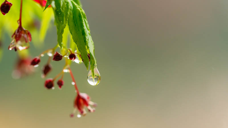 雨后嫩叶滴水图片