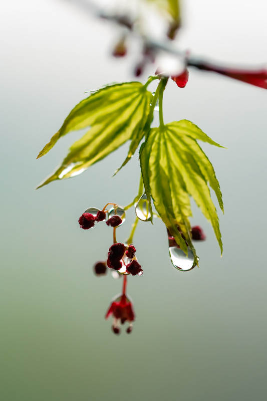 雨后新叶滴露珠图片