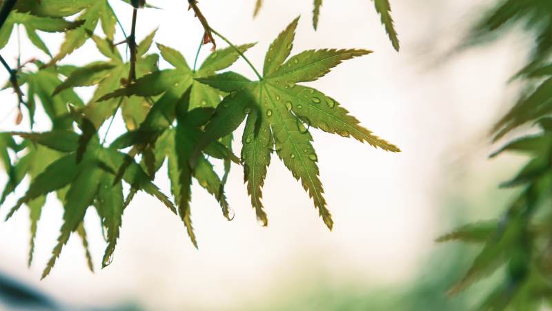 绿叶滴露 清新自然图片