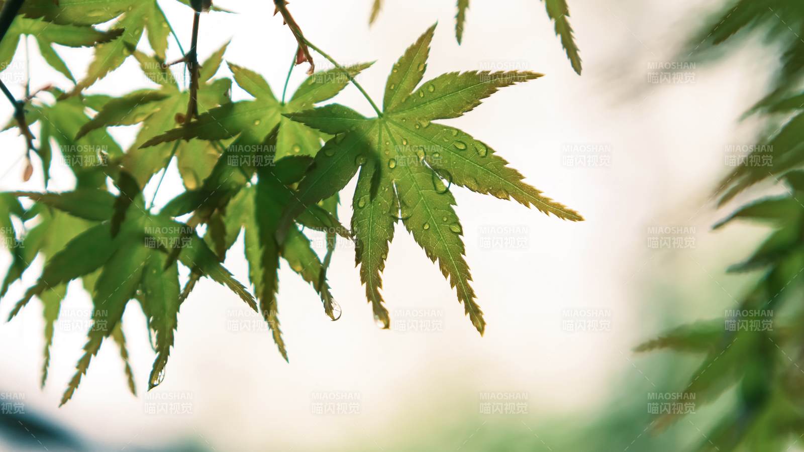 绿叶滴露 清新自然图片