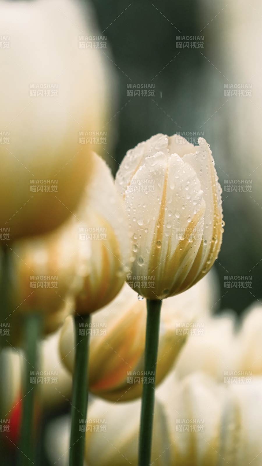 雨后白郁金香图片