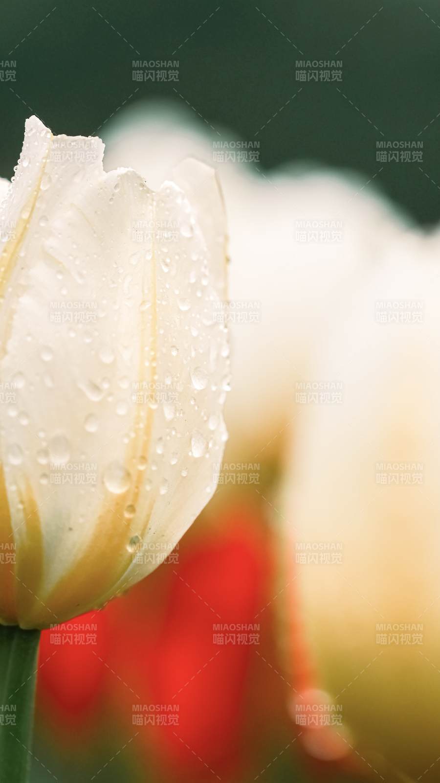 雨后白郁金香图片