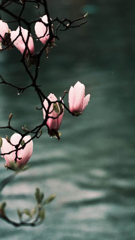 粉花映水 静谧春景图片