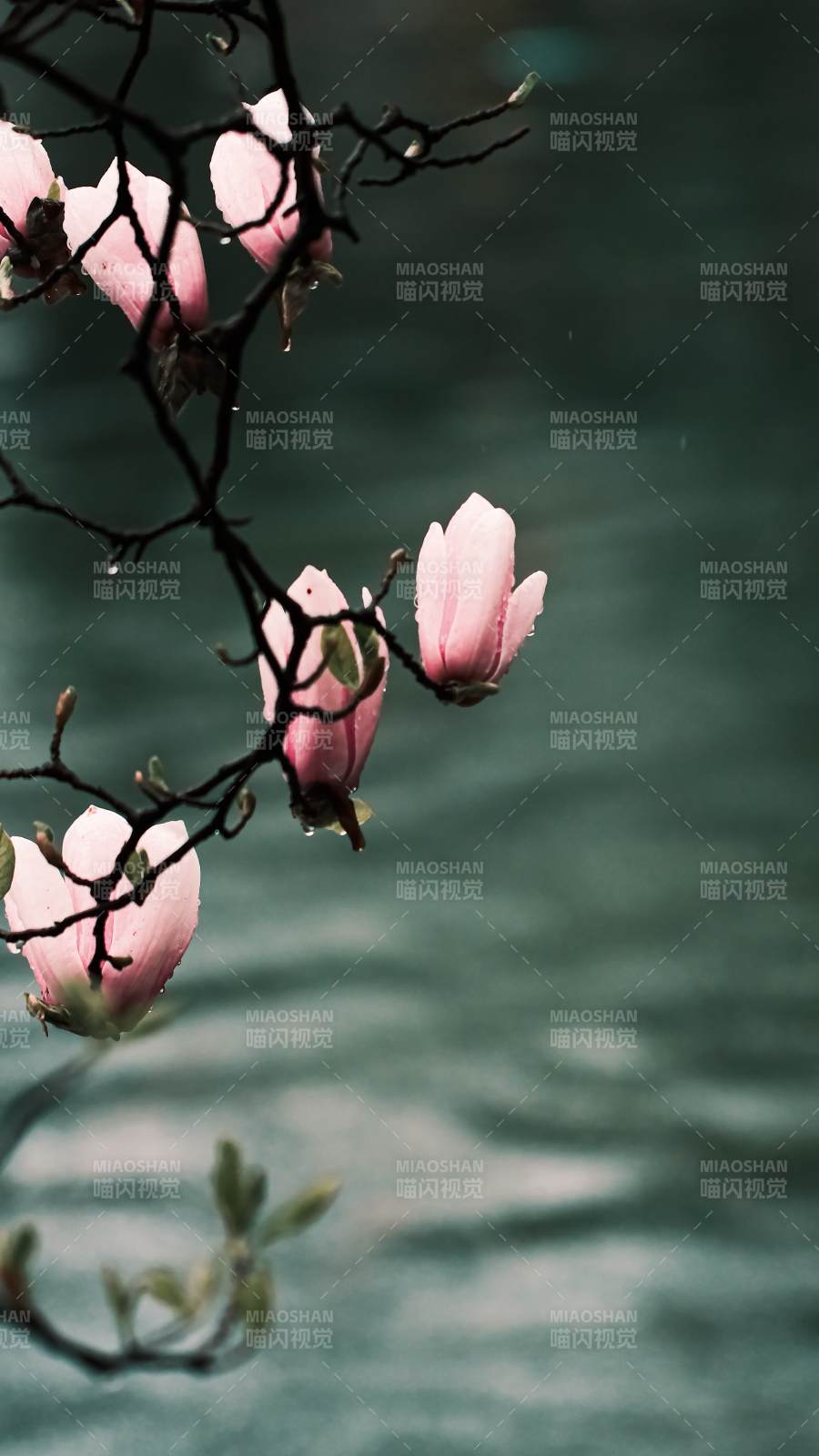 粉花映水 静谧春景图片