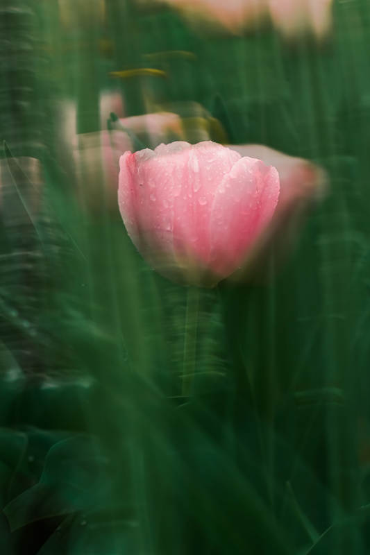雨后粉郁金香图片