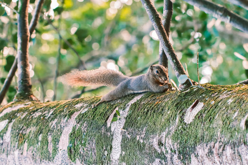 松鼠栖息树干图片