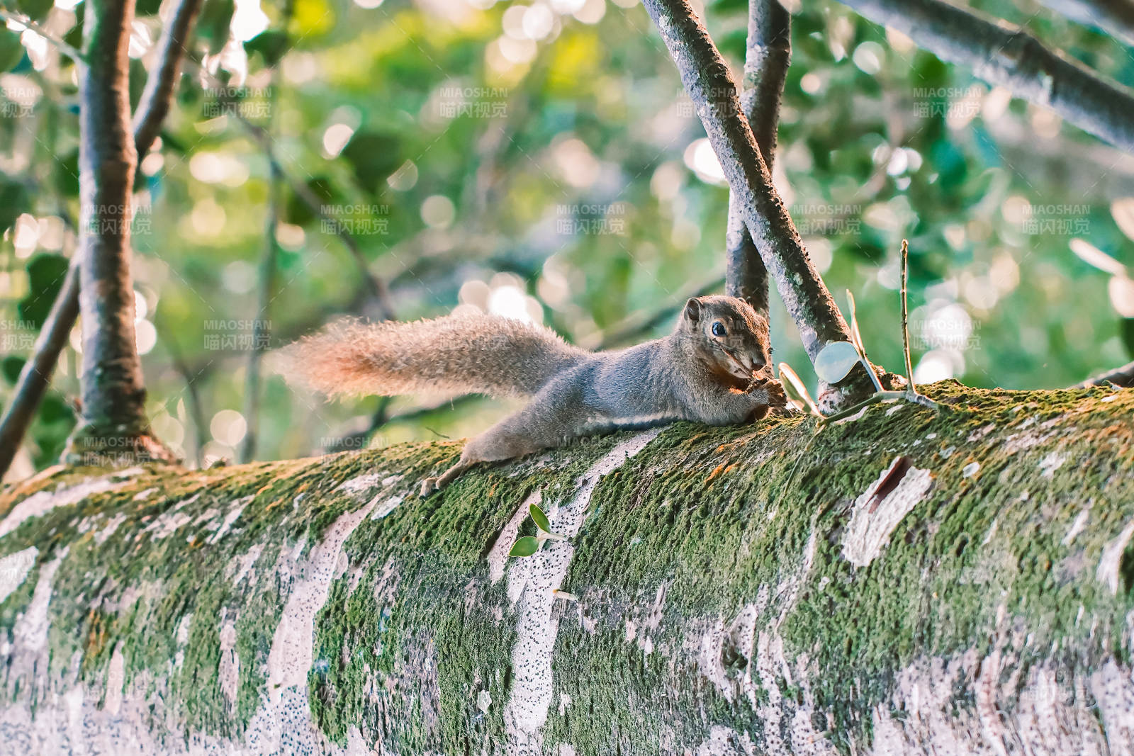 松鼠栖息树干图片
