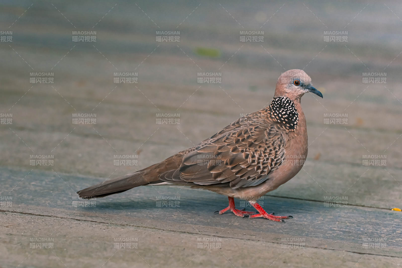 斑鸠静立石板上图片