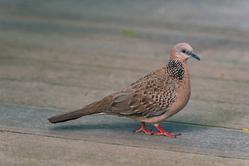 斑鸠静立石板上图片