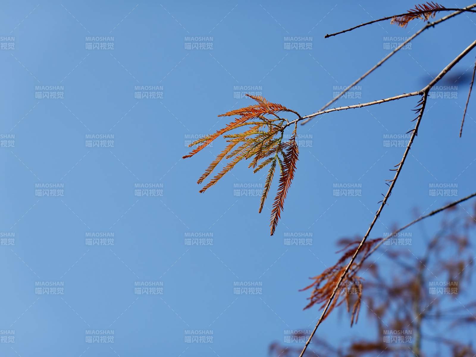 秋枝映蓝天图片