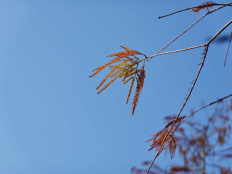 秋枝映蓝天图片