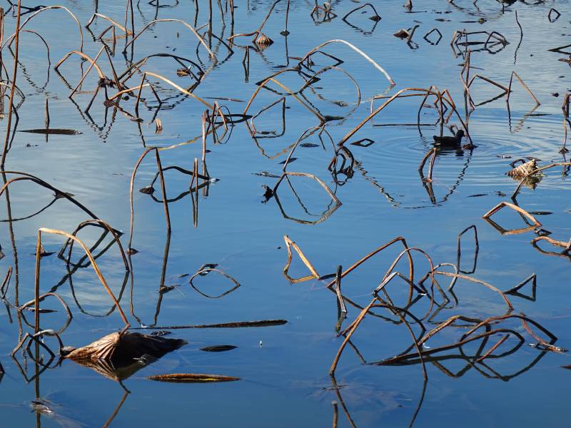 水草倒影静谧湖面图片