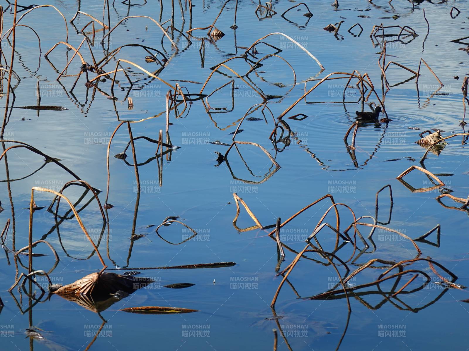 水草倒影静谧湖面图片