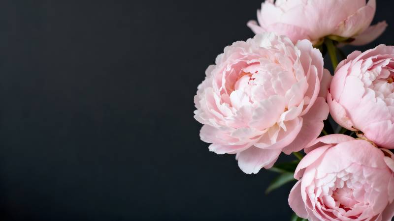 粉红牡丹绽放图片