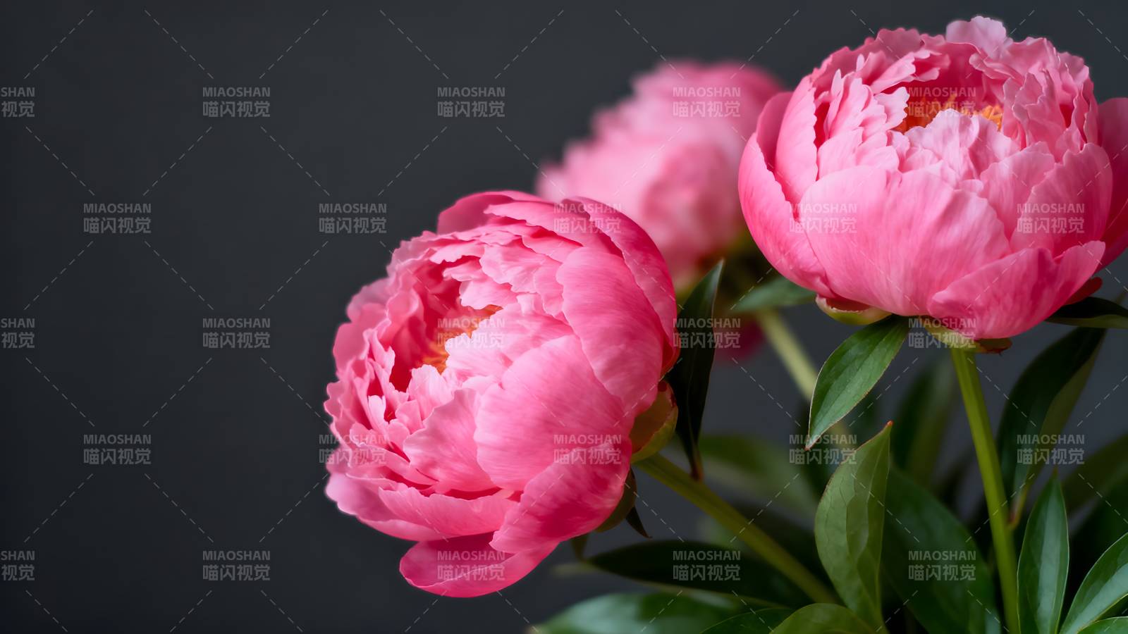 粉红牡丹绽放图片