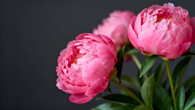 粉红牡丹绽放图片