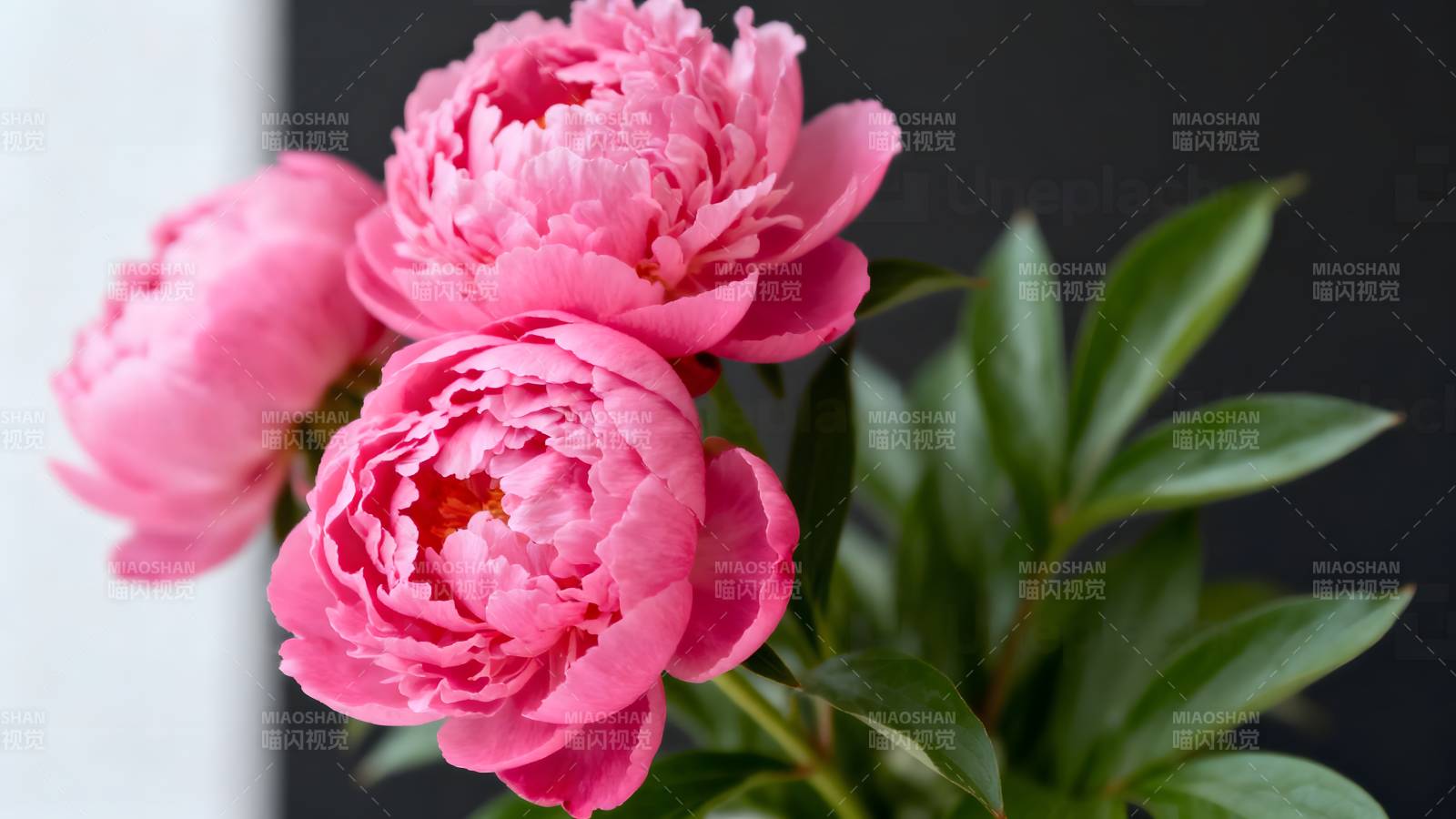 粉红牡丹绽放图片