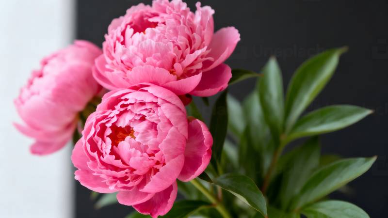 粉红牡丹绽放图片