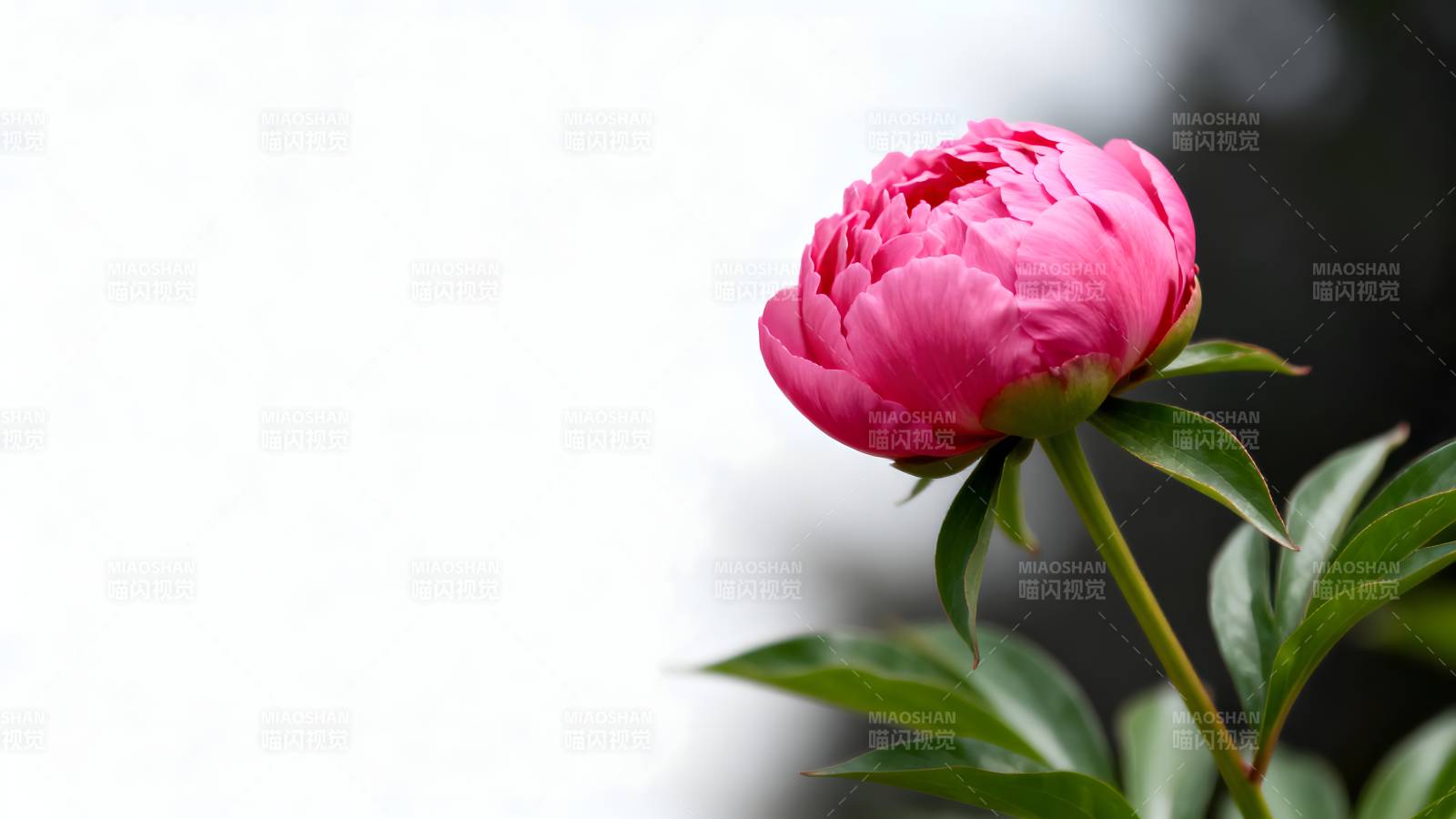 粉红牡丹绽放图片