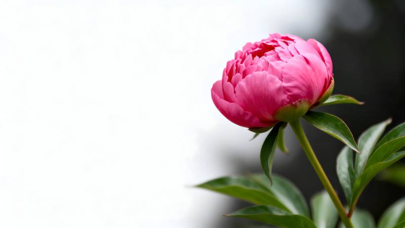 粉红牡丹绽放图片