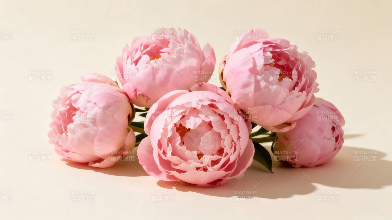 粉嫩牡丹绽放图片