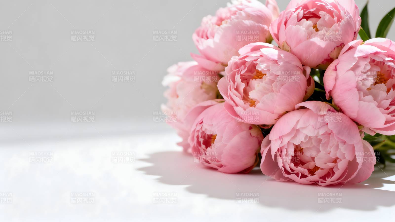 粉嫩牡丹绽放图片