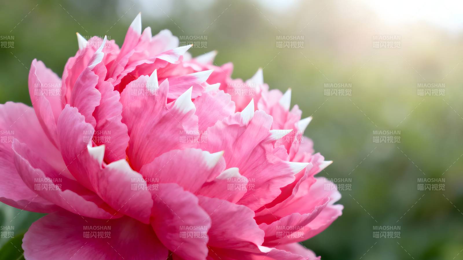 粉红牡丹绽放图片