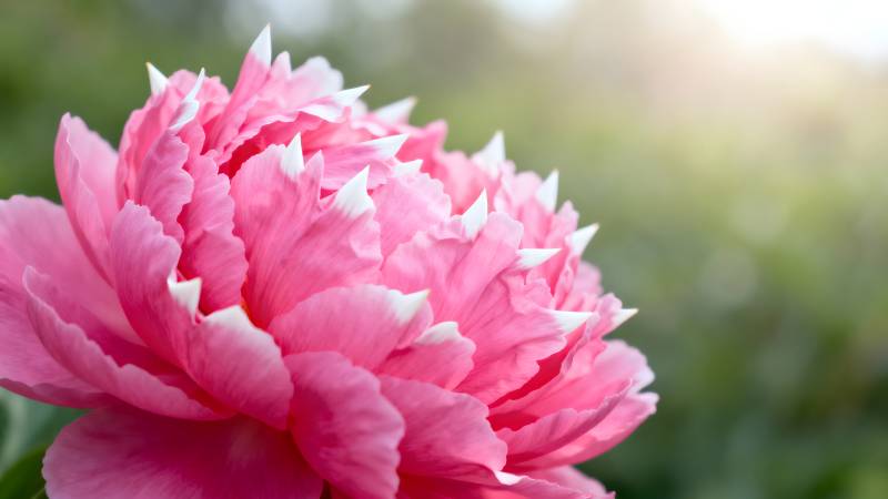 粉红牡丹绽放图片