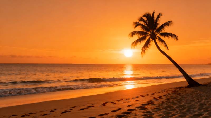 夕阳椰影海滩图片