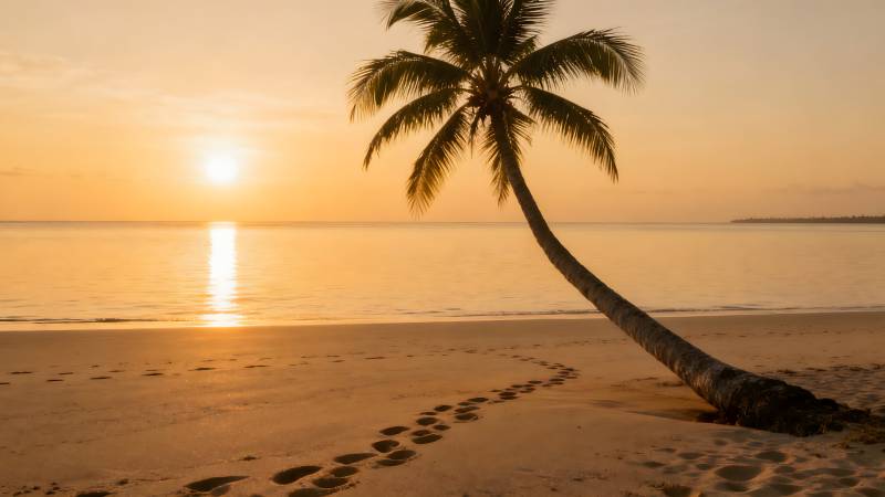 夕阳椰影沙滩图片