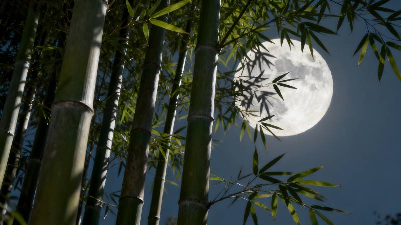 竹影映月夜图片