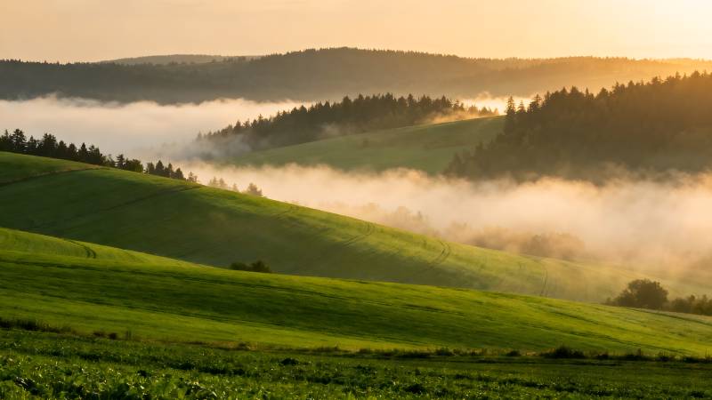 晨雾缭绕绿野图片