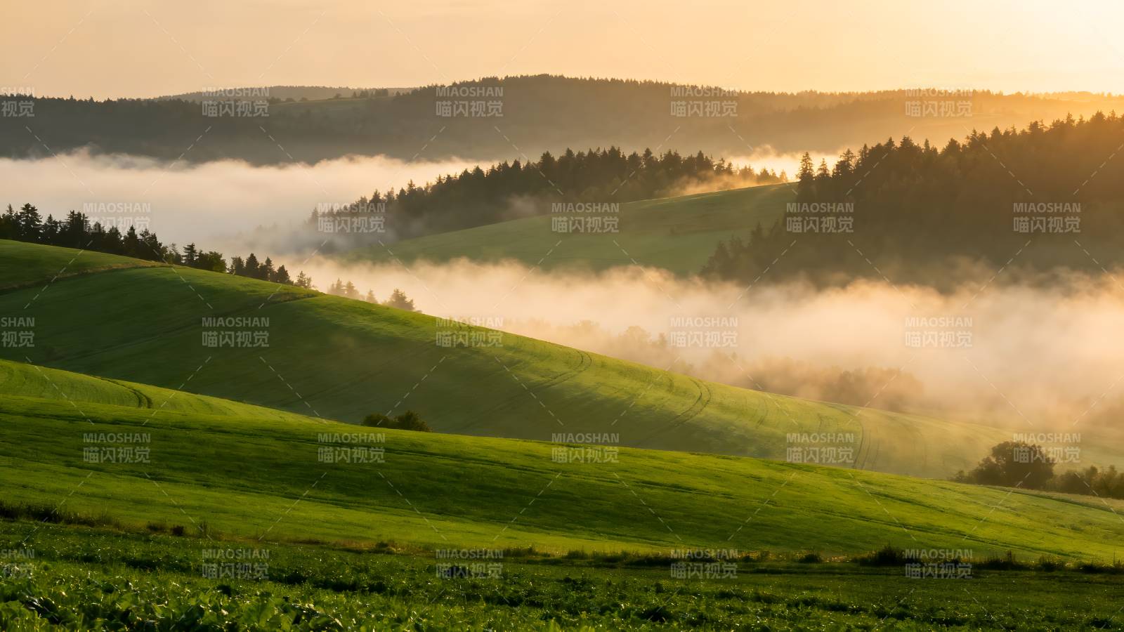 晨雾缭绕绿野图片