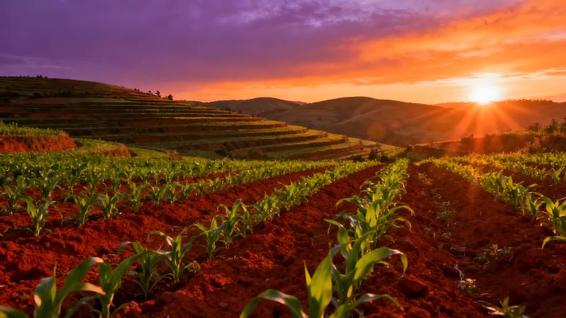 夕阳下的梯田美景图片