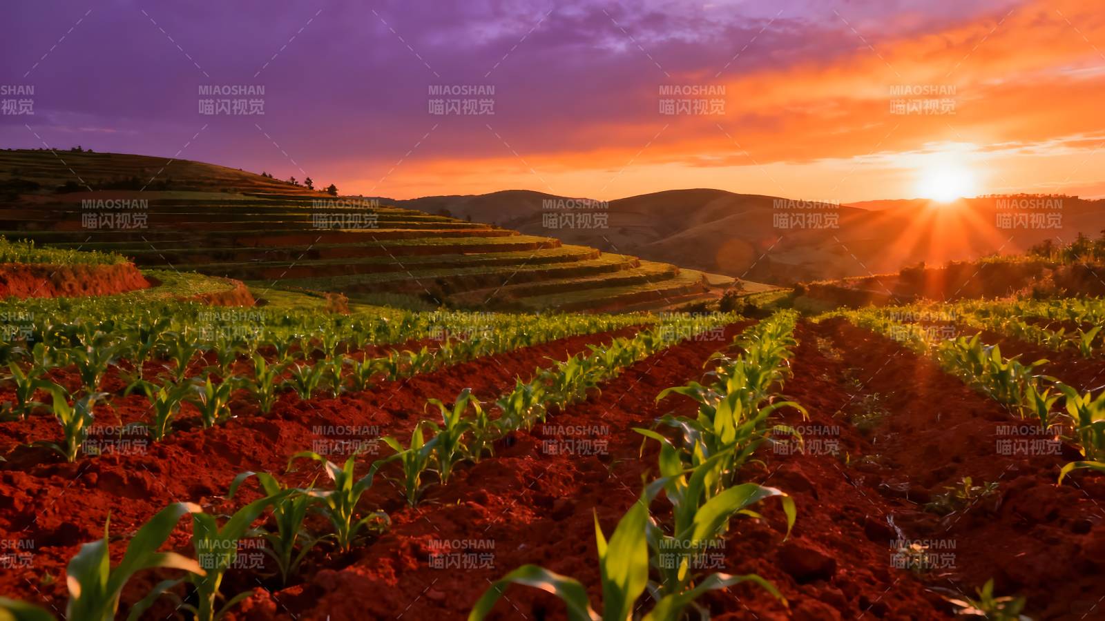 夕阳下的梯田美景图片