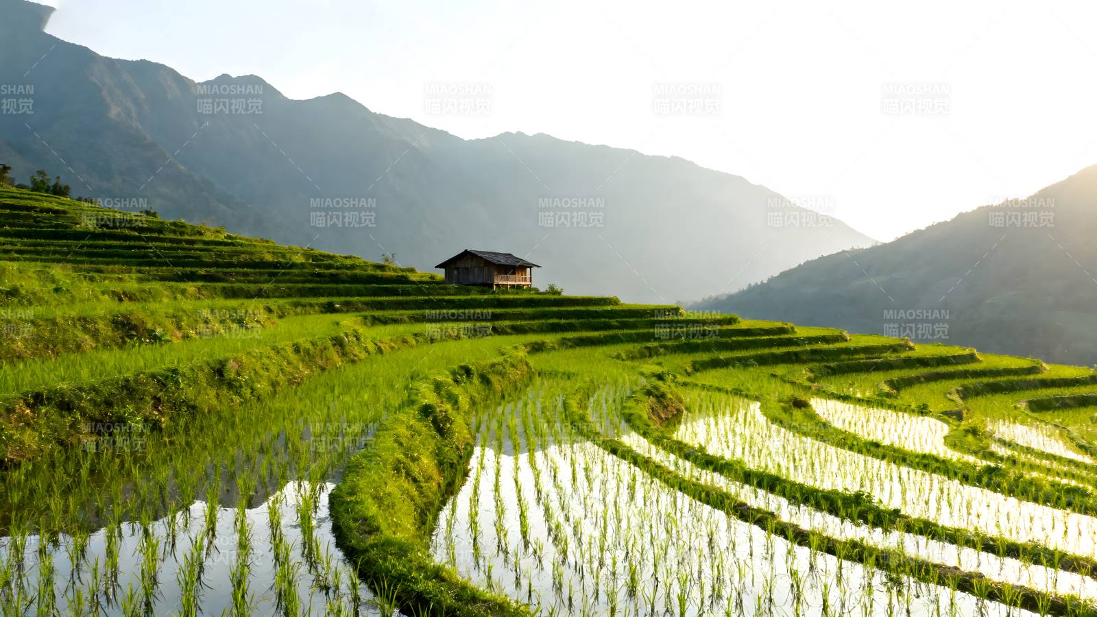 梯田晨光图片