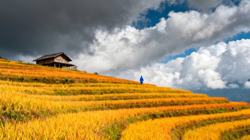 金秋梯田人家图片
