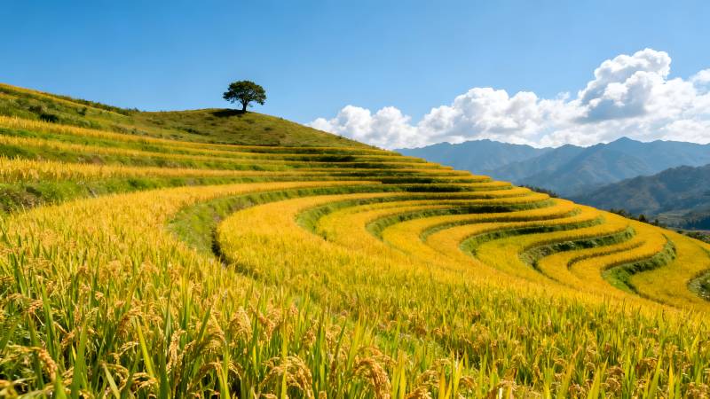 金秋梯田风光图片