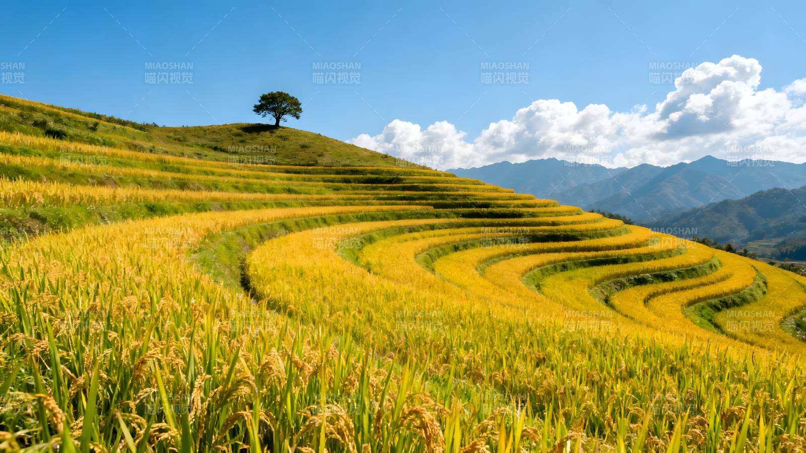 金秋梯田风光图片