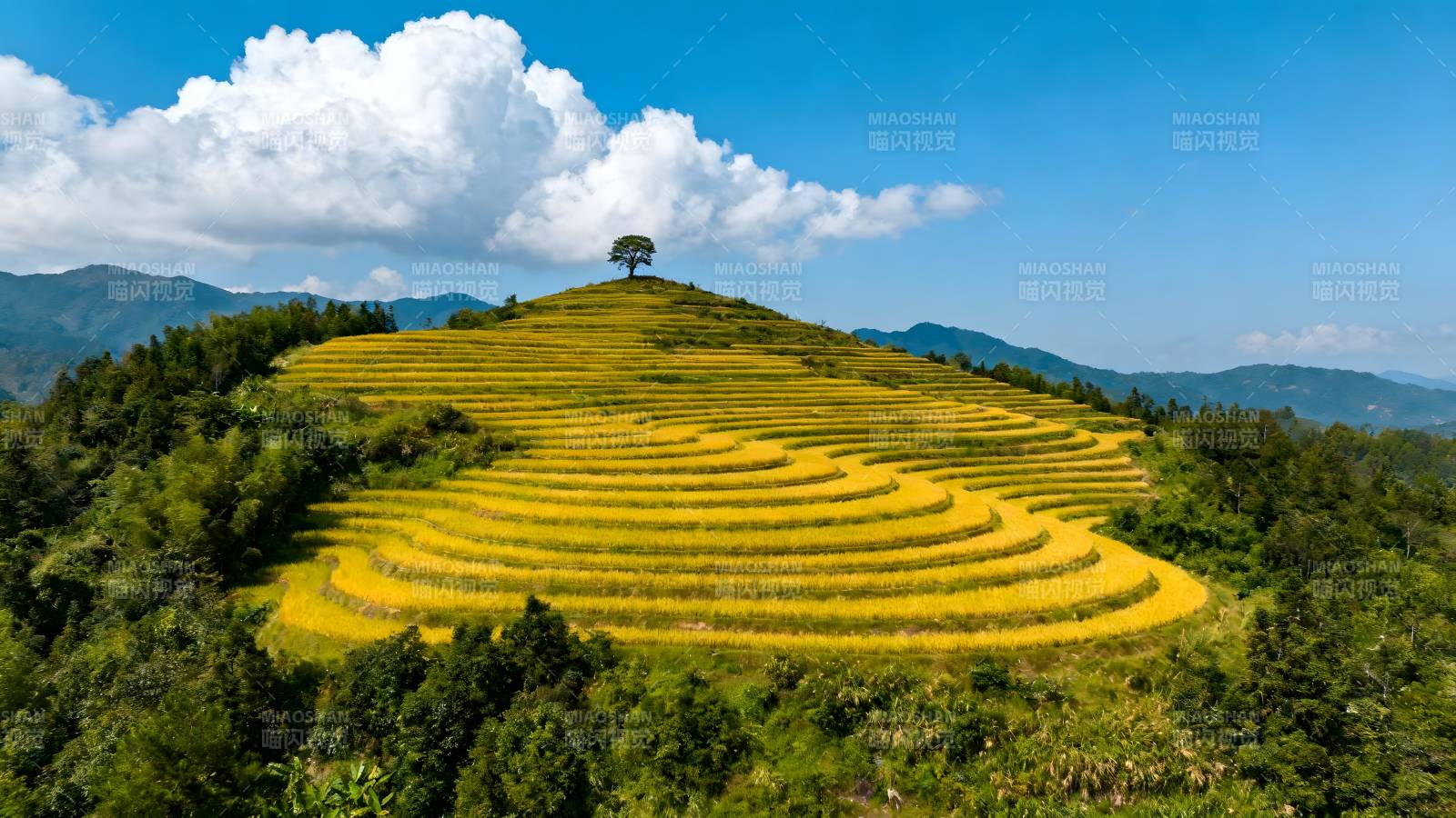 梯田金秋美景图片