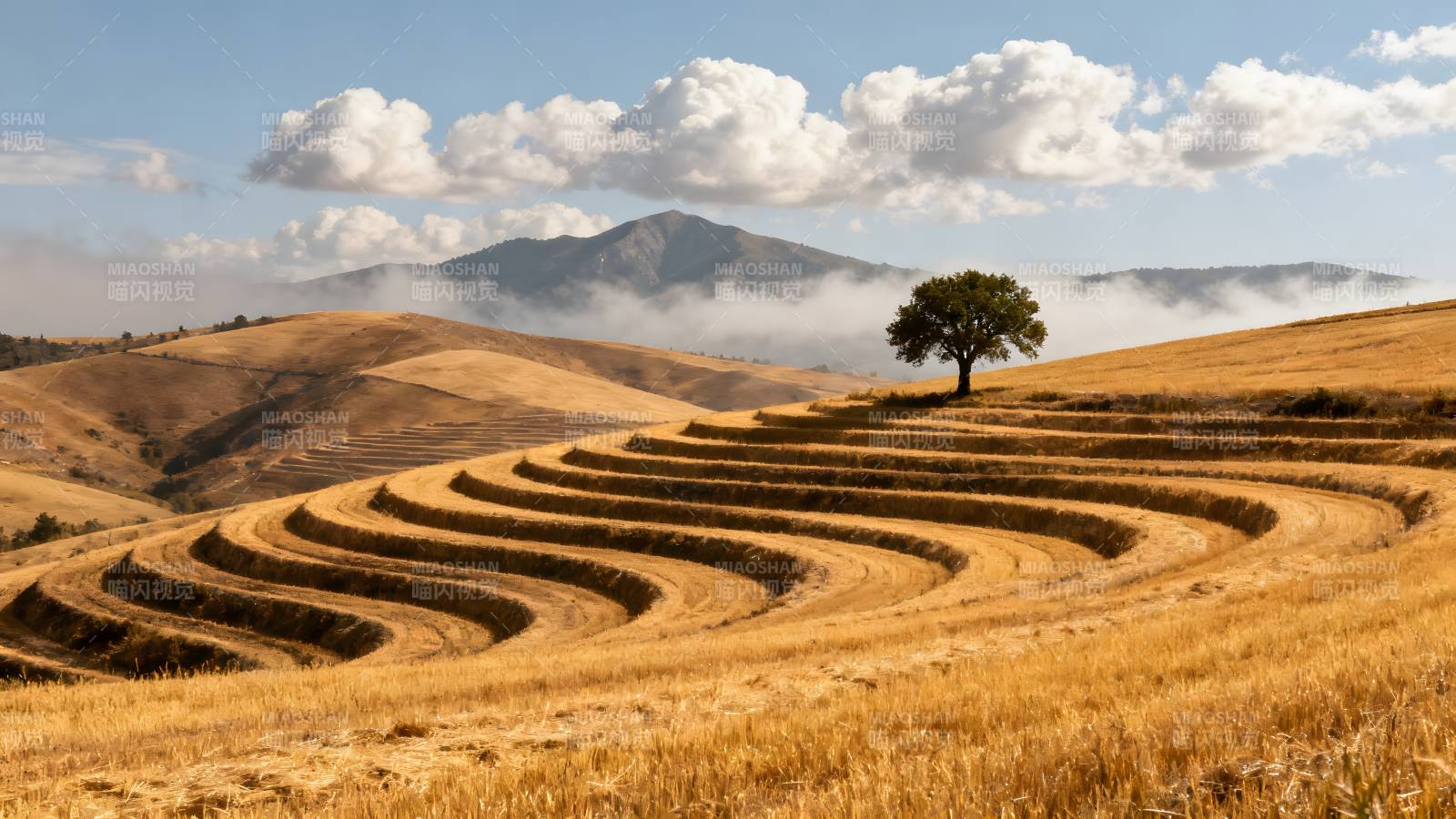 梯田孤树远山云图片